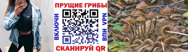 blacksprut сайт Островной Галлюциногенные грибы Psilocybe